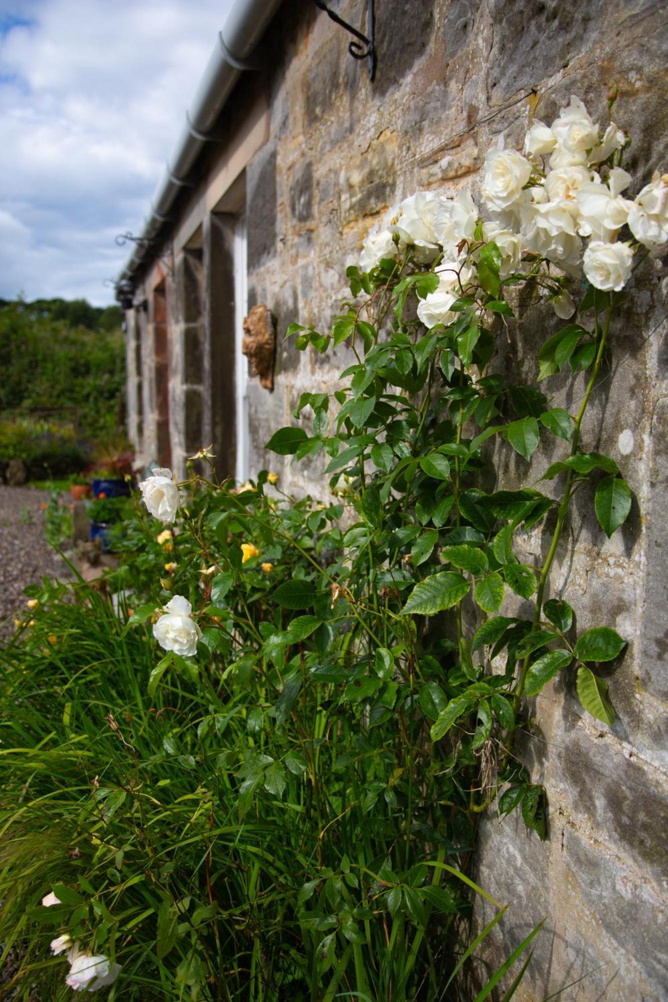 Balmungo Cottage B&B St Andrews Buitenkant foto